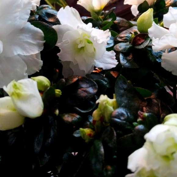 Plant: Azalea - Picture 6 of 7